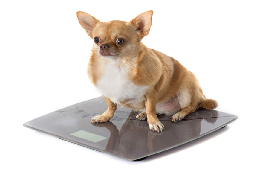 Pet: Obesidade em Cães