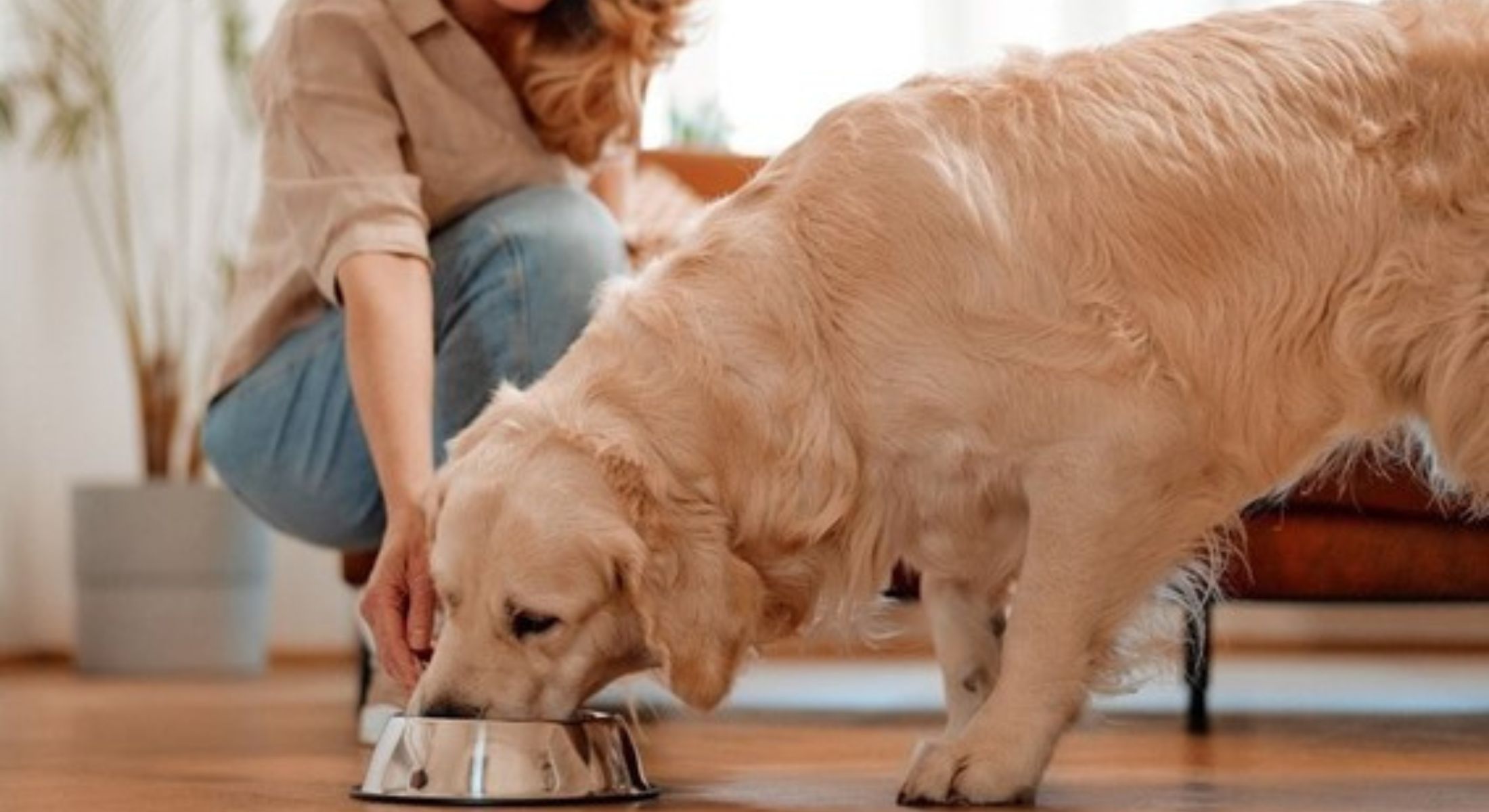 Vitamina D é importante para os pets e deve ser fornecida pela alimentação