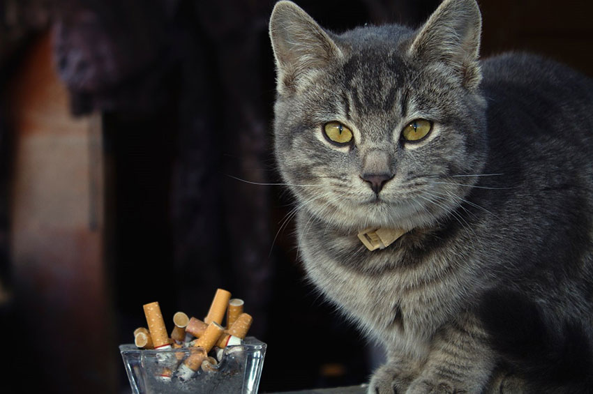 Pet: Seu pet pode ser um fumante passivo