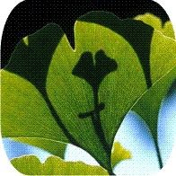 Ginkgo biloba pode aumentar convulsões em quem tem epilepsia, diz estudo