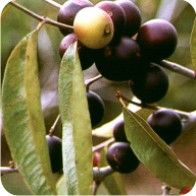 Camu camu - Conheça a fruta considerada a maior fonte de vitamina C já encontrada