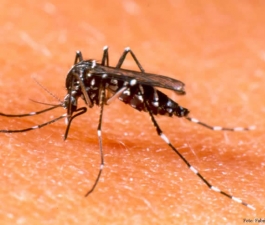 Oito perguntas que você deve saber sobre a Dengue 