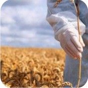 Os alimentos transgênicos