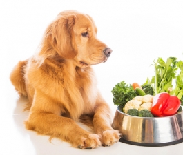 Alimentação vegetariana sem supervisão para pets pode causar doenças graves