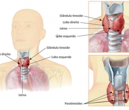 O que é a tireoide?