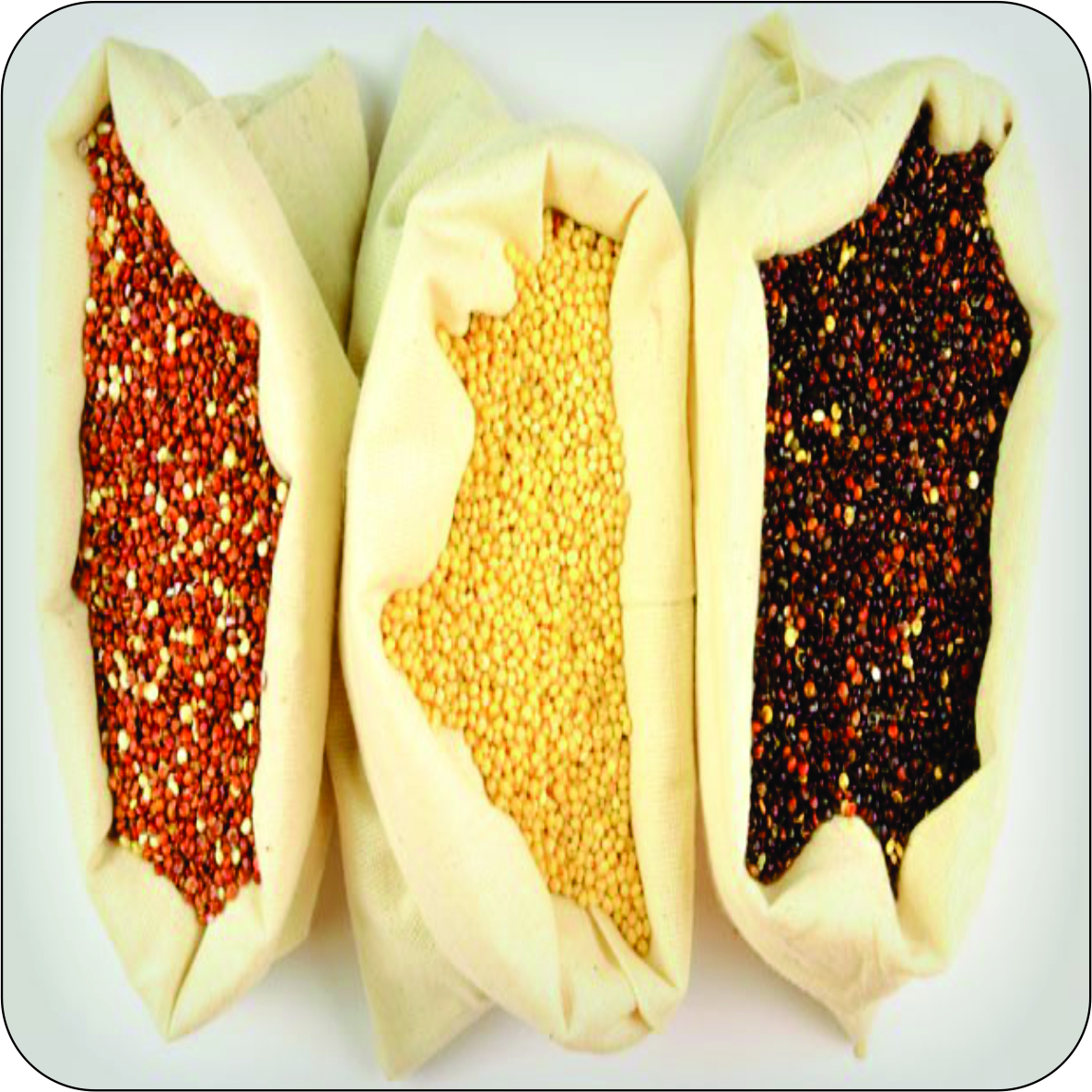 Tudo que você precisa saber sobre a quinoa