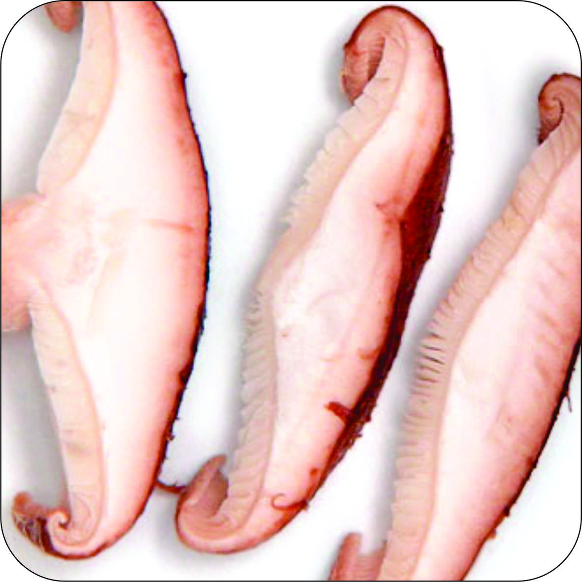 Shiitake contra a gripe
