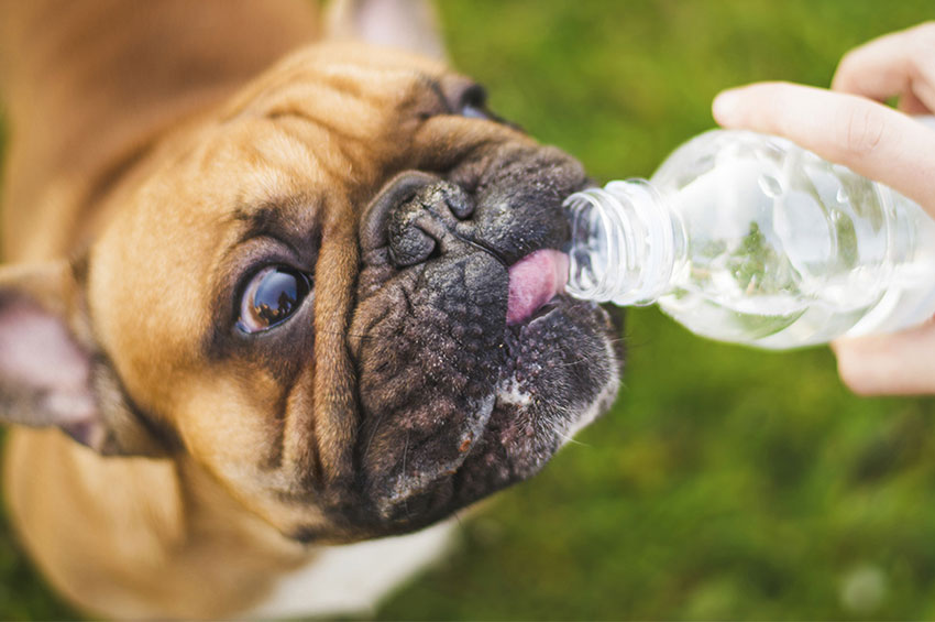 Verão: atenção redobrada com a saúde dos pets