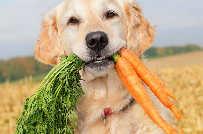 Pet: Alimentação natural para seu pet