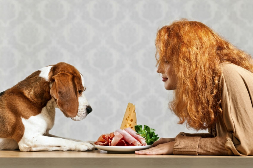 Pet: Posso oferecer comida para o meu cão?