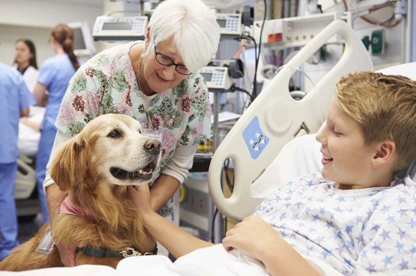 Animais de estimação auxiliam crianças com câncer