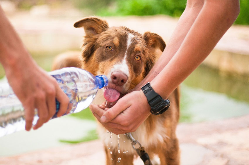 Pet: Cuide do seu bichinho no verão