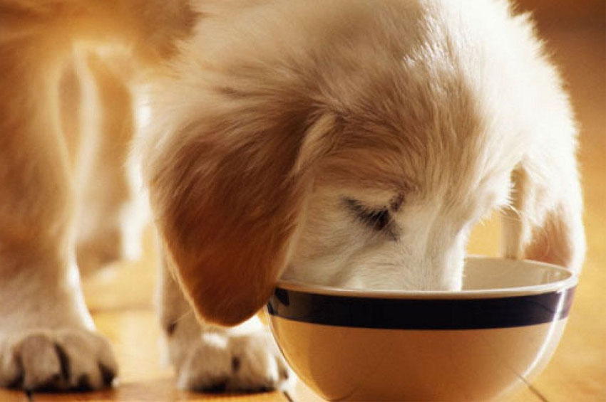 Pet: Vitaminas para cães