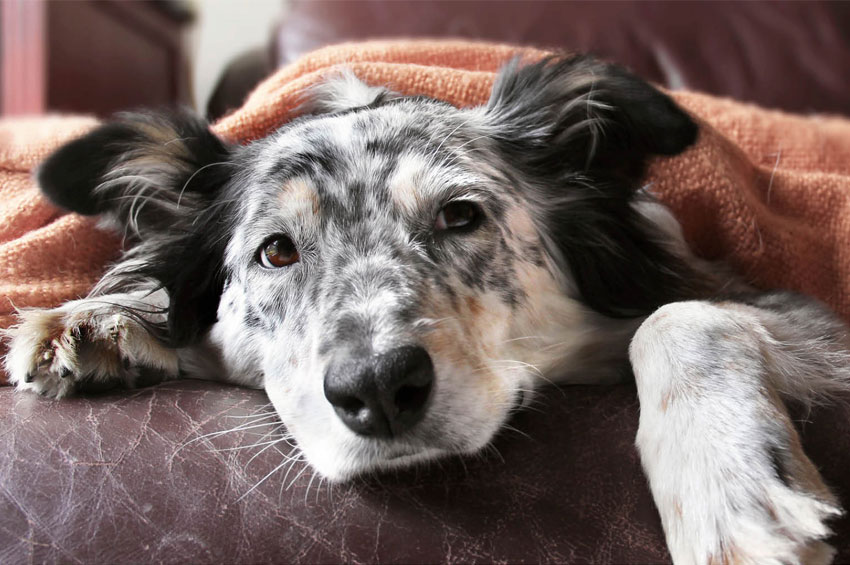 Pet: Cuide da saúde do intestino do seu cão!