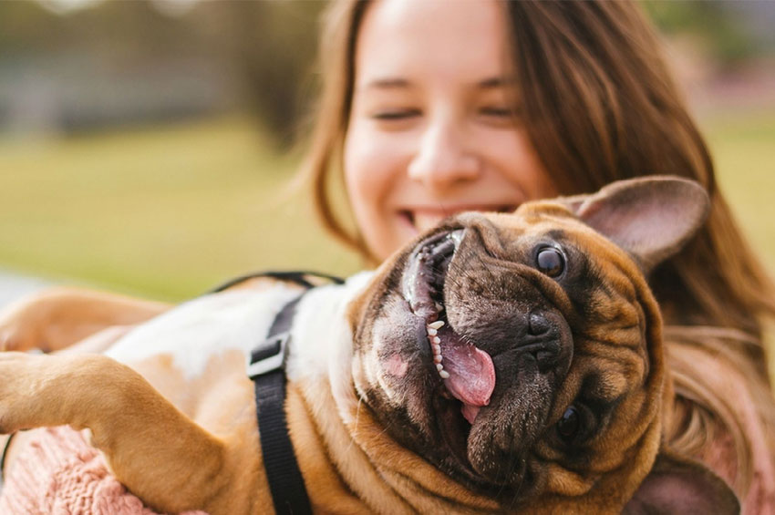  Saiba como evitar acidentes com animais de estimação 