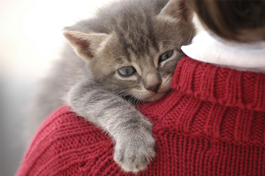 Toxoplasmose ocular: congênita ou adquirida, doença pode comprometer gravemente a visão