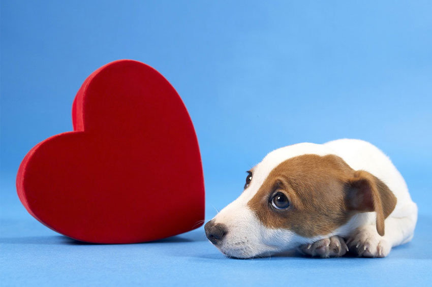 Você sabia que seu pet também pode doar sangue? 