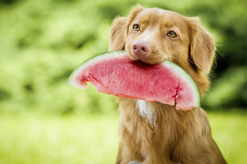 Mitos e verdades sobre alimentação natural para cães
