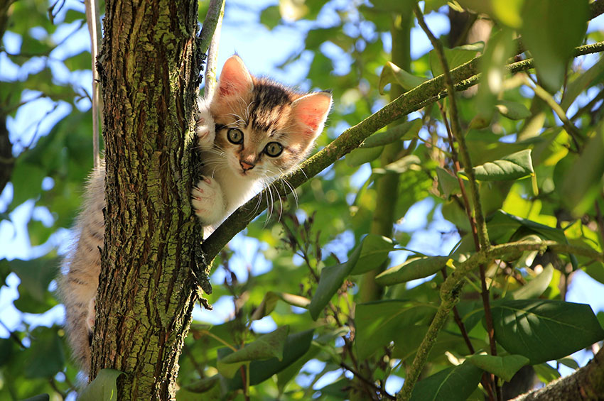 5 sinais de que seu gato está saudável