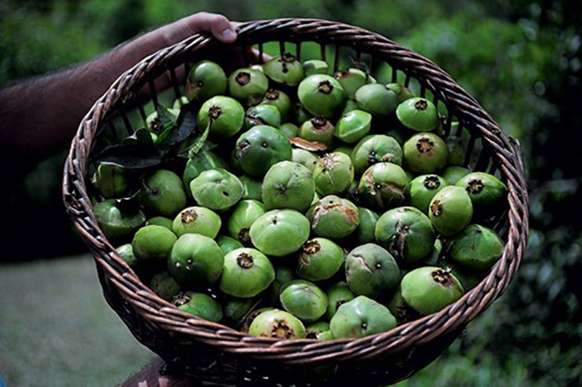 Hortifruti de A a Z: Cambuci