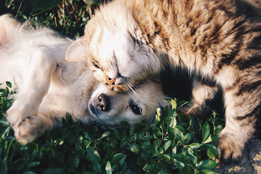 Diabetes nos pets: entenda como é feito o diagnóstico e tratamento da doença 