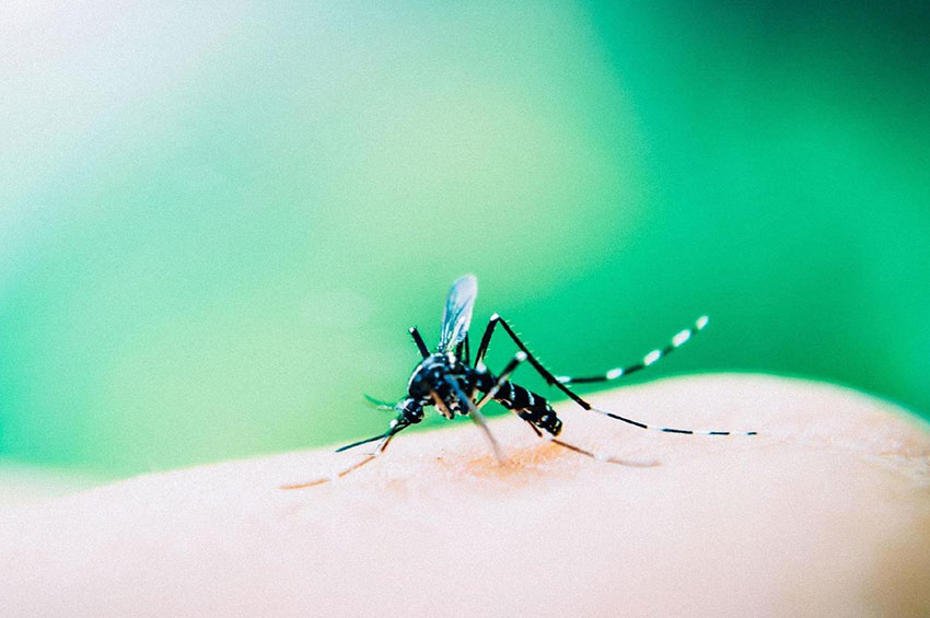 Casos de Dengue têm aumento de 264% nas 11 primeiras semanas de 2019