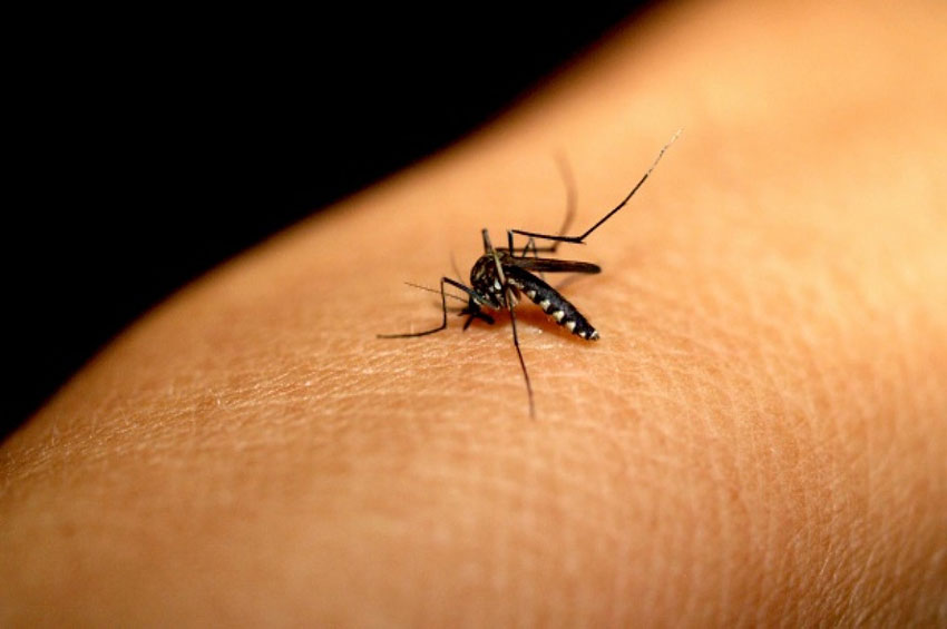 Dengue: Saiba como identificar e tratar a doença