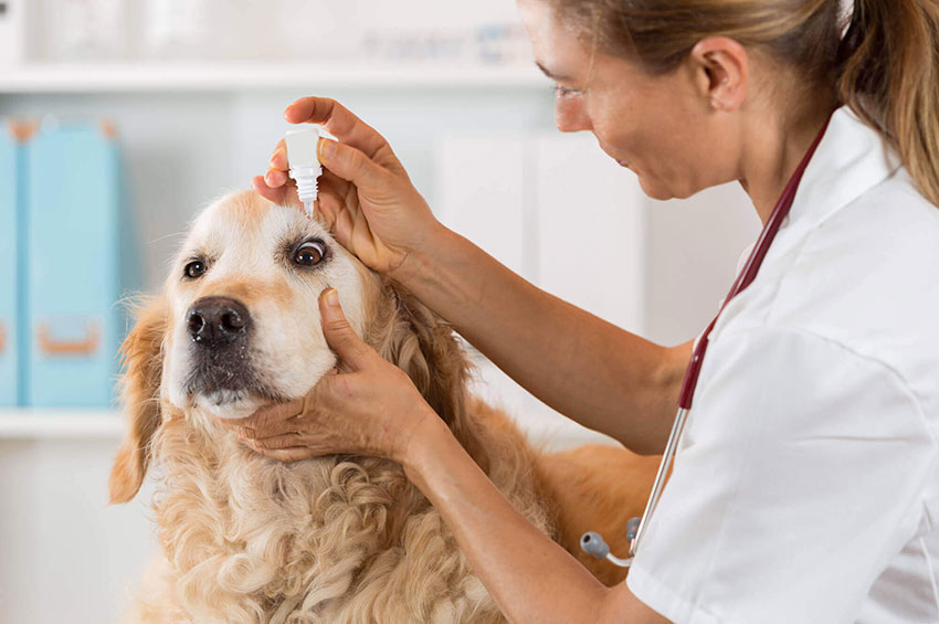 Você sabe o que é a Ceratoconjuntivite Canina?