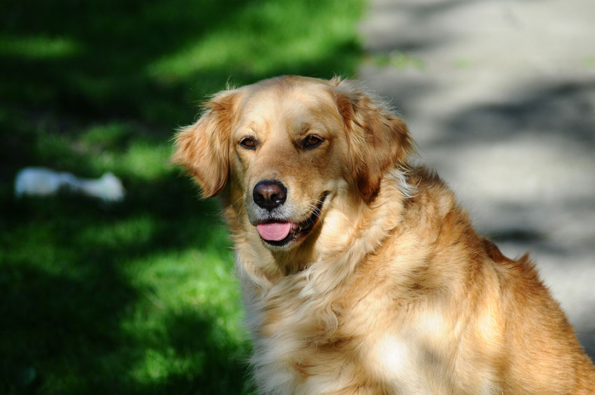 Estudo revela que cães obesos vivem dois anos a menos do que cães saudáveis