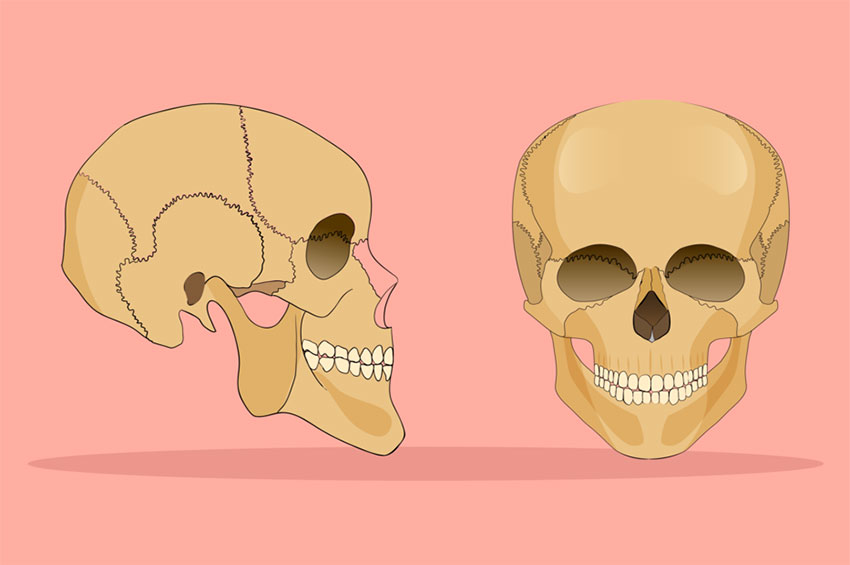 Ossos faciais envelhecem de maneira diferente 