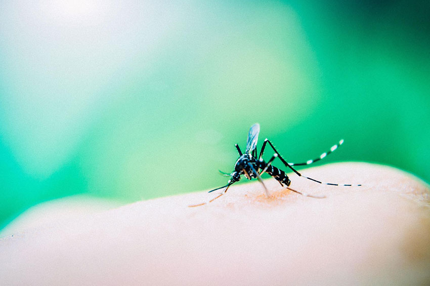 Dengue: Um problema que não para de crescer