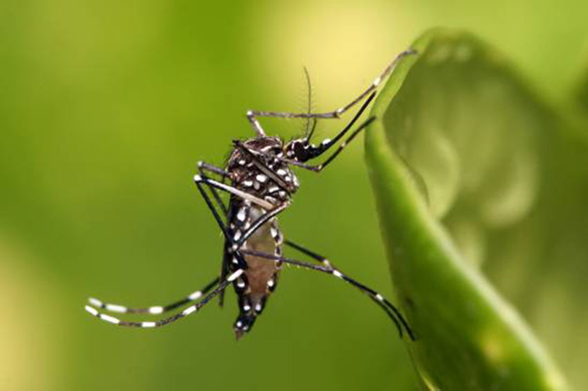 Dengue: como as crianças podem gerenciar riscos e construir o futuro