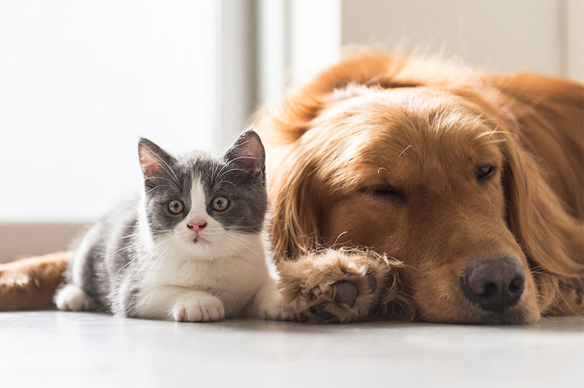 07 de Abril, Dia Mundial da Saúde: Saiba como prevenir seu Pet das principais doenças