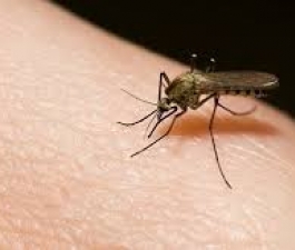  Dengue: especialista de MAPFRE Assistance esclarece os principais sintomas e dá dicas de como evitar a doença