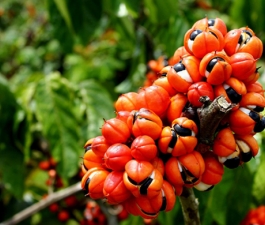 Saiba qual é a melhor forma de consumir e aproveitar os benefícios da fruta guaraná