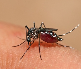 Mitos e verdades sobre a dengue