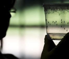Conheça as diferenças entre os sintomas da Dengue, Chikungunya e Zika