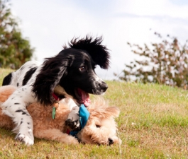 5 dicas para os pets curtirem o verão