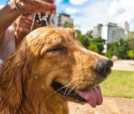 Verão exige cuidados especiais com os pets
