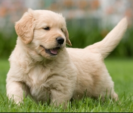 Os benefícios da atividade física para o seu cão 