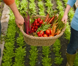 Biofortificação: o poder dos nutrientes na saúde humana