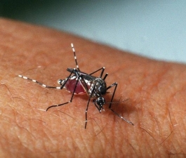 Sete dúvidas das gestantes sobre o Zika vírus 