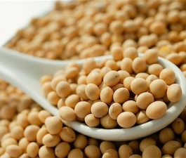  Nutricionista apresenta 5 razões para incluir soja nas refeições