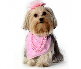 Outubro Rosa: previna o câncer de mama nos cachorros