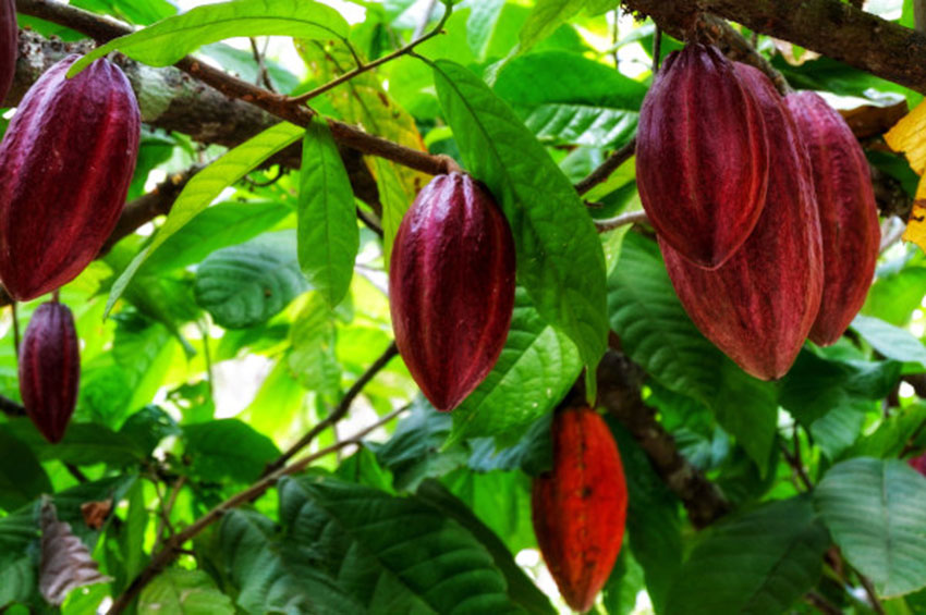 Nutrólogo lista 10 mitos e verdades sobre o cacau 