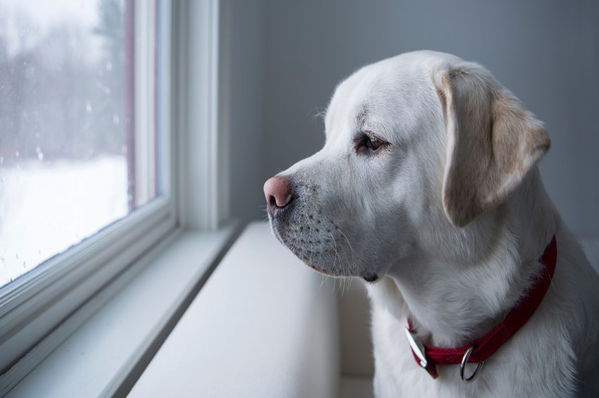 Pet: Depressão Canina 