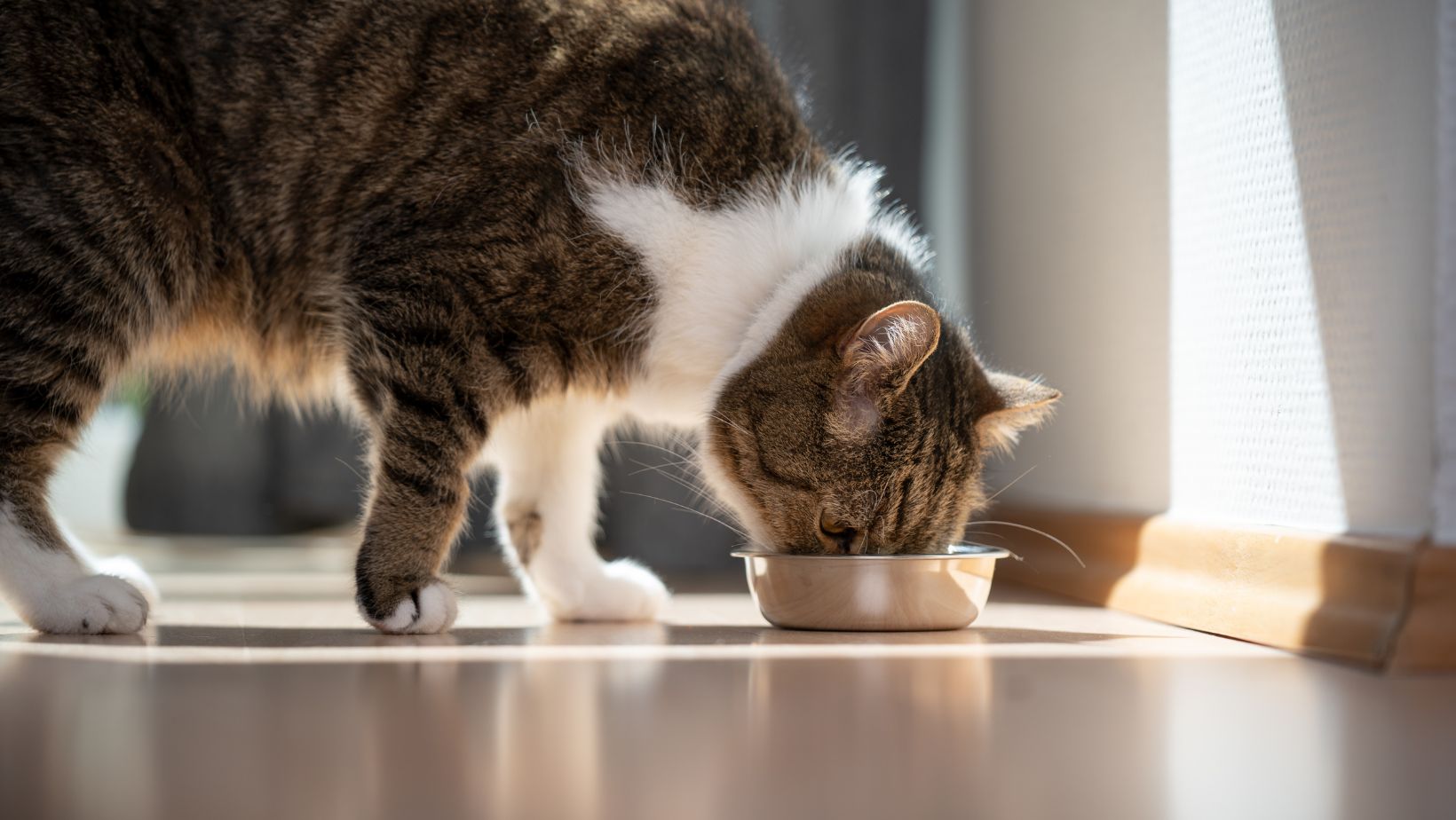 Alimentos naturais, orgânicos e enlatados fazem bem para os pets, explica especialista