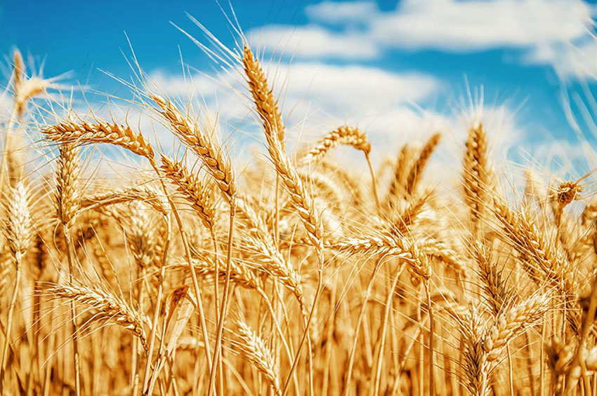 Dia do trigo: conheça as diferenças entre farinhas, germe e fibra do cereal