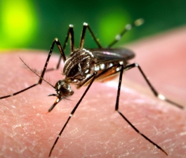  Cerca de 300 milhões de pessoas no mundo podem ter sido contaminadas pelo vírus da dengue e a maioria delas não sabe 