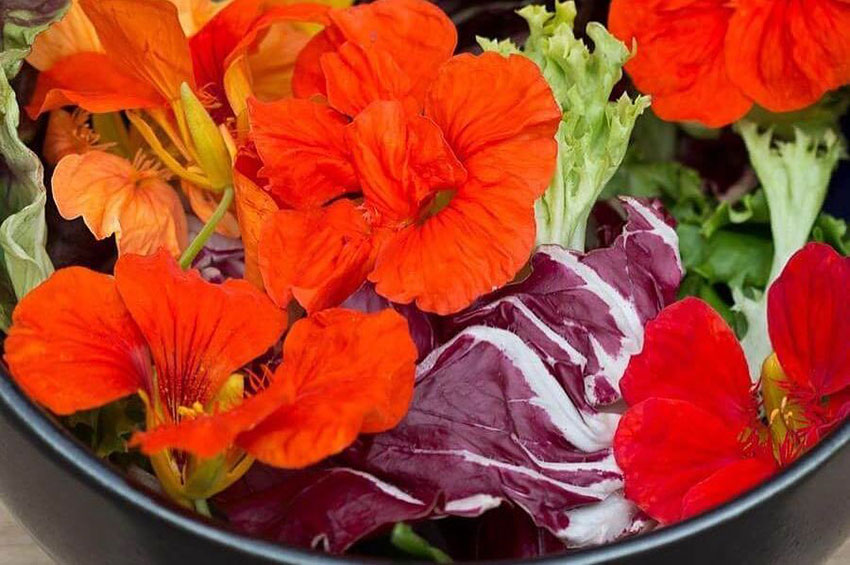 Conheça seis flores comestíveis e seus benefícios